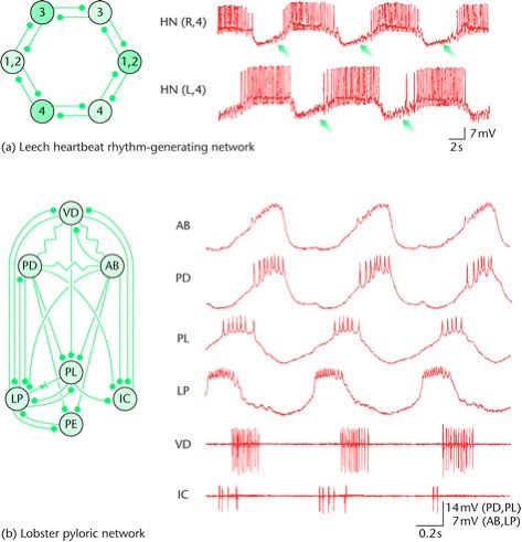 Figura 2. Mecanismos de la ritmicidad del generador central de patrones. a) Ritmicidad basada en redes (generador del ritmo del latido del corazón de la sanguijuela). La red (arriba, izquierda) consiste en un anillo de seis neuronas interconectadas con sinápsis inhibitorias recíprocas. Los pares de neuronas 3 y 4 son particularmente importantes ya que cada uno de los cuales forma un oscilador medio-central. Las neuronas de cada par descargan en antifase (arriba, derecha), mientras las neuronas 1 y 2 forman una unión coordinada entre los medio-centros de la neurona 3 y la neurona 4; la red produce un patrón de dos fases en el cual las neuronas que abren y cierran descargan en antifase (izquierda). Las flechas indican la depolarización lenta que permite a la neurona-off escapar de la inhibición. Modificado de Marder y Calabrese (1996). b) La red pilórica de la langosta es manejada por una neurona osciladora endógena. Izquierda, el complemento de la red neuronal y la interconectividad sináptica (sinápsis inhibitorias, conectores palo-bola; acoplamiento eléctrico, resistencias; acoplamiento eléctrico rectificante, diodo). La neurona AB es osciladora endógena y en la mayor parte de los casos es la manejadora rítmica de la red. La entrada de la neurona AB induce rebote postinhibitorio y meseta en sus neuronas seguidoras y como consecuencia de estos efectos y las interacciones entre las neuronas seguidoras, la red produce una salida nerviosa rítmica multifase (derecha). Neuronas, VD, dilatora ventricular; PL, pilórica tardía; PE, pilórica temprana.Figura 2. Mecanismos de la ritmicidad del generador central de patrones. a) Ritmicidad basada en redes (generador del ritmo del latido del corazón de la sanguijuela). La red (arriba, izquierda) consiste en un anillo de seis neuronas interconectadas con sinápsis inhibitorias recíprocas. Los pares de neuronas 3 y 4 son particularmente importantes ya que cada uno de los cuales forma un oscilador medio-central. Las neuronas de cada par descargan en antifase (arriba, derecha), mientras las neuronas 1 y 2 forman una unión coordinada entre los medio-centros de la neurona 3 y la neurona 4; la red produce un patrón de dos fases en el cual las neuronas que abren y cierran descargan en antifase (izquierda). Las flechas indican la depolarización lenta que permite a la neurona-off escapar de la inhibición. Modificado de Marder y Calabrese (1996). b) La red pilórica de la langosta es manejada por una neurona osciladora endógena. Izquierda, el complemento de la red neuronal y la interconectividad sináptica (sinápsis inhibitorias, conectores palo-bola; acoplamiento eléctrico, resistencias; acoplamiento eléctrico rectificante, diodo). La neurona AB es osciladora endógena y en la mayor parte de los casos es la manejadora rítmica de la red. La entrada de la neurona AB induce rebote postinhibitorio y meseta en sus neuronas seguidoras y como consecuencia de estos efectos y las interacciones entre las neuronas seguidoras, la red produce una salida nerviosa rítmica multifase (derecha). Neuronas, VD, dilatora ventricular; PL, pilórica tardía; PE, pilórica temprana.