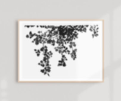 Tulip Poplar Print