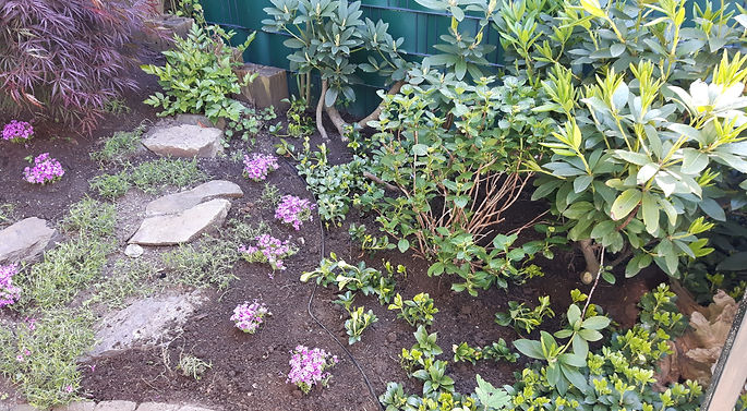 Neupflanzung Stauden Phlox subulata