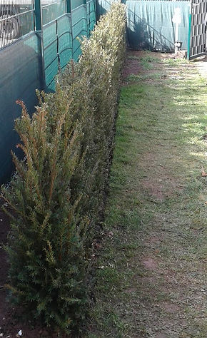 Neupflanzung Eibenhecke Taxus baccata