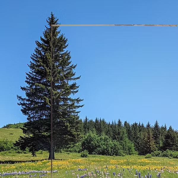 Evergreen tree in a field of wildflowers with a pane of clear glass