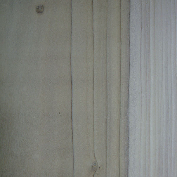 Poplar