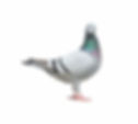 Terminix_Residential_Bird-Control-Pigeons.jpg