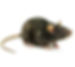 Brown-Rats-300x267.jpg
