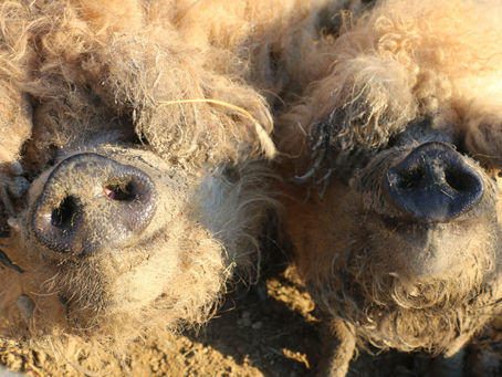 OinkOink! Endlich Sonne!