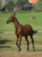 Alcippe-yearling