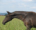 Jangi-yearling