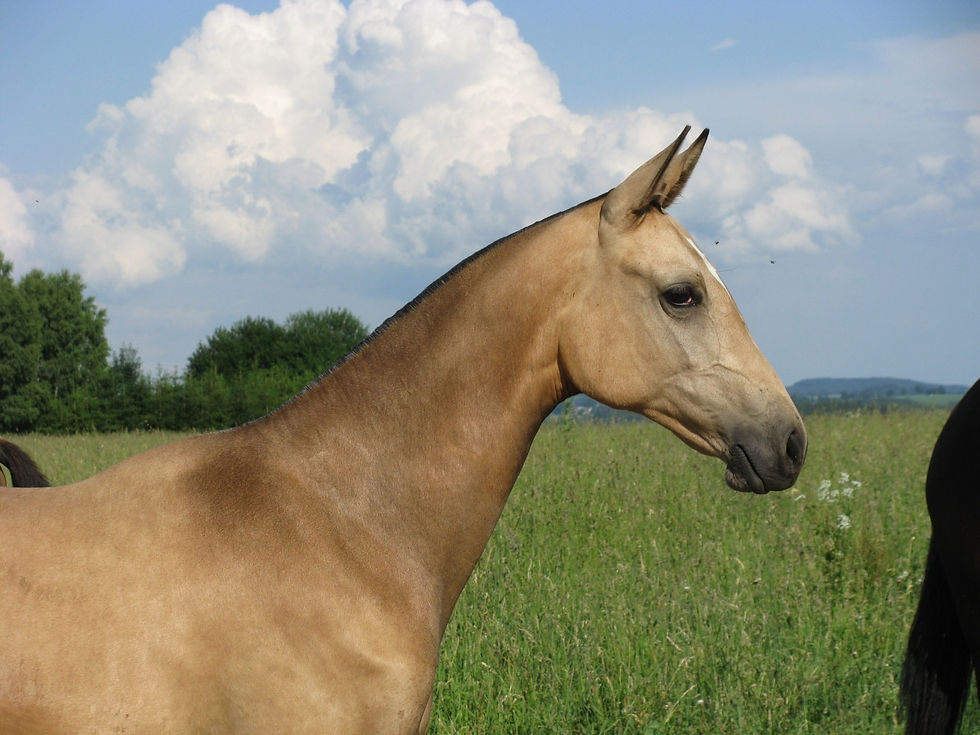 Darakhshan