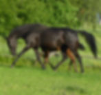 Jangi16