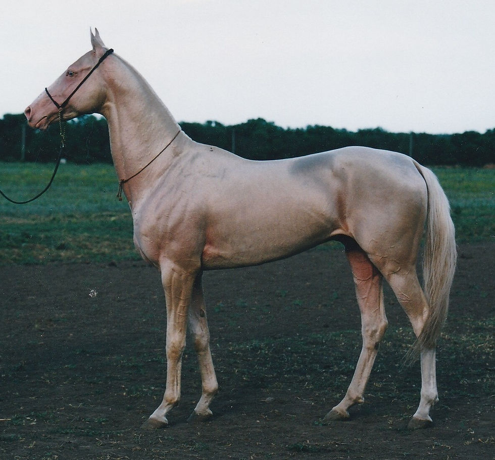 Piastr (Polot-Pudokchan), 1998