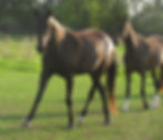 Jangi9