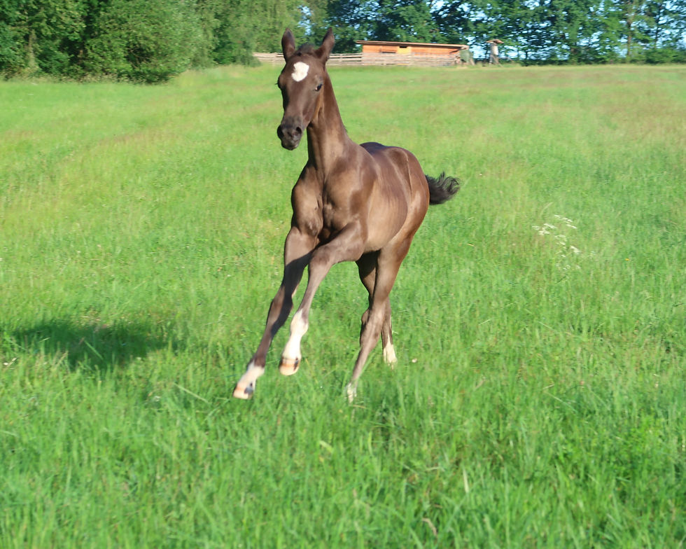 Faynar - 1,5 month old