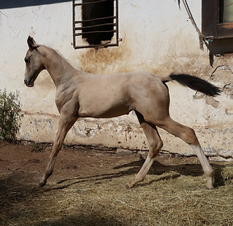 Dil (Dastan-Omelia)