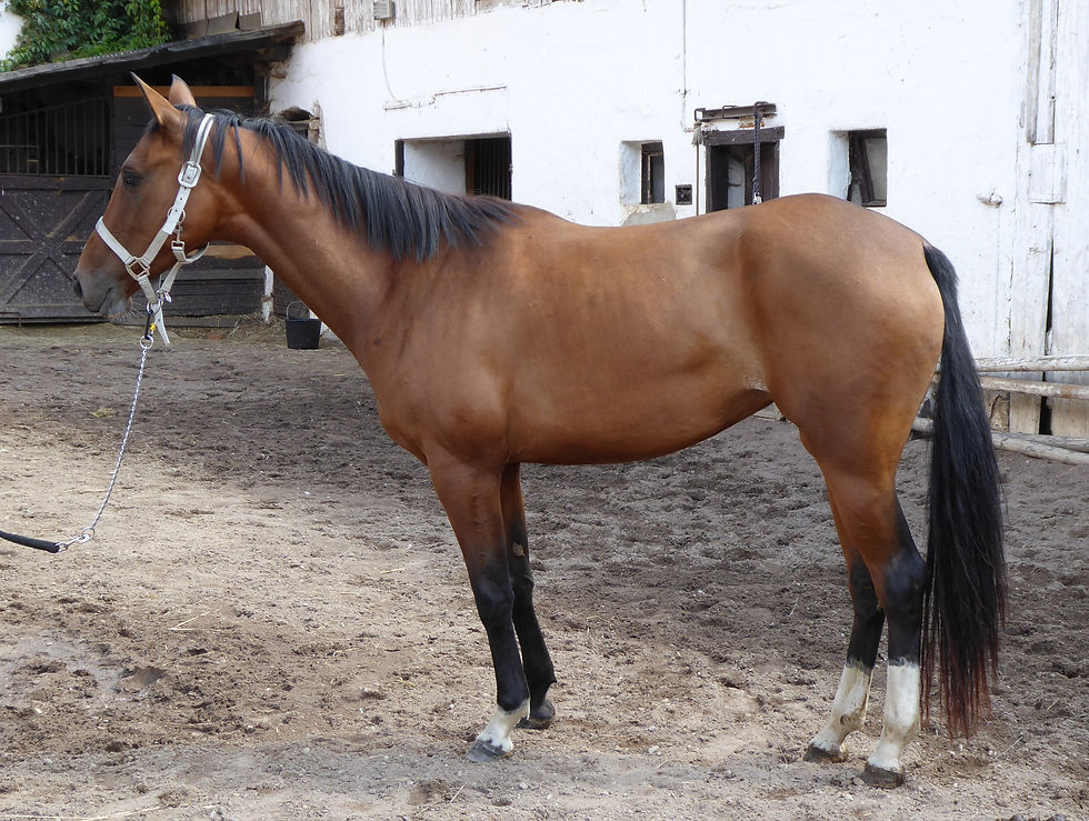 Jaleh