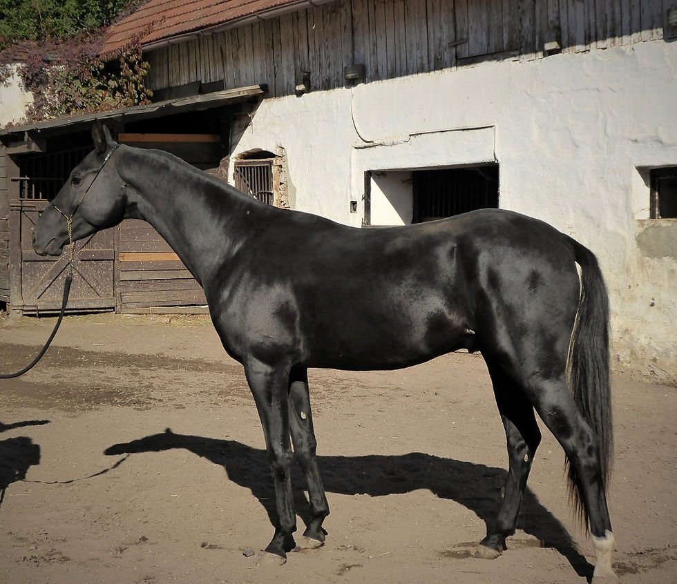 Sipahi
