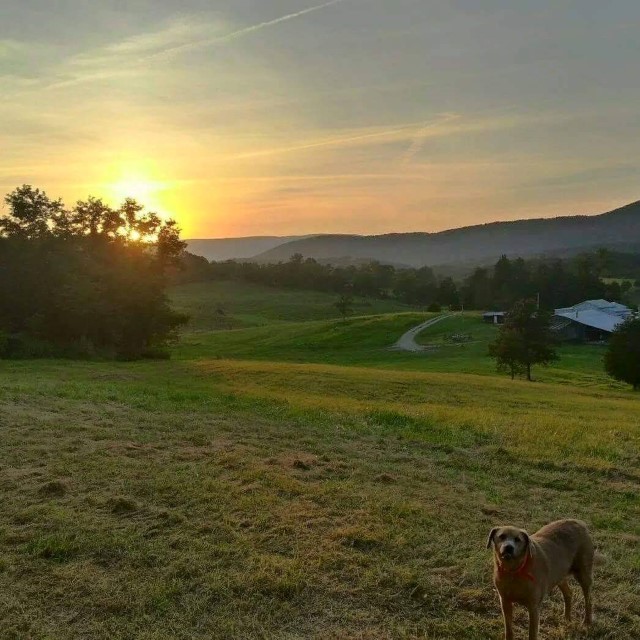 Blue Ridge Vineyard - Virginia Winery