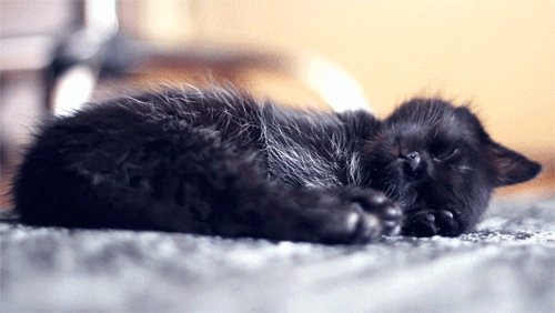T1W6.gif