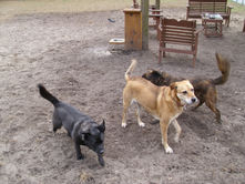 FH Dog Park:  Much More Than a Place to Take Your Dog