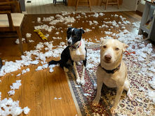 Mutts of the Month
