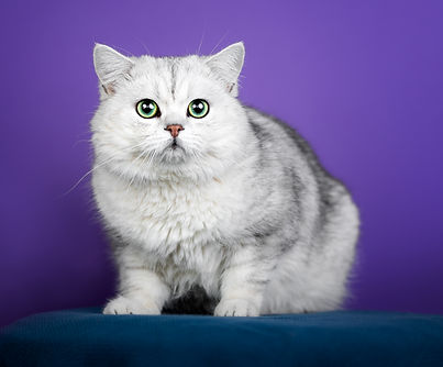 Merlin&Kate---154-Edit (1).jpg