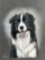 Border Collie Connor