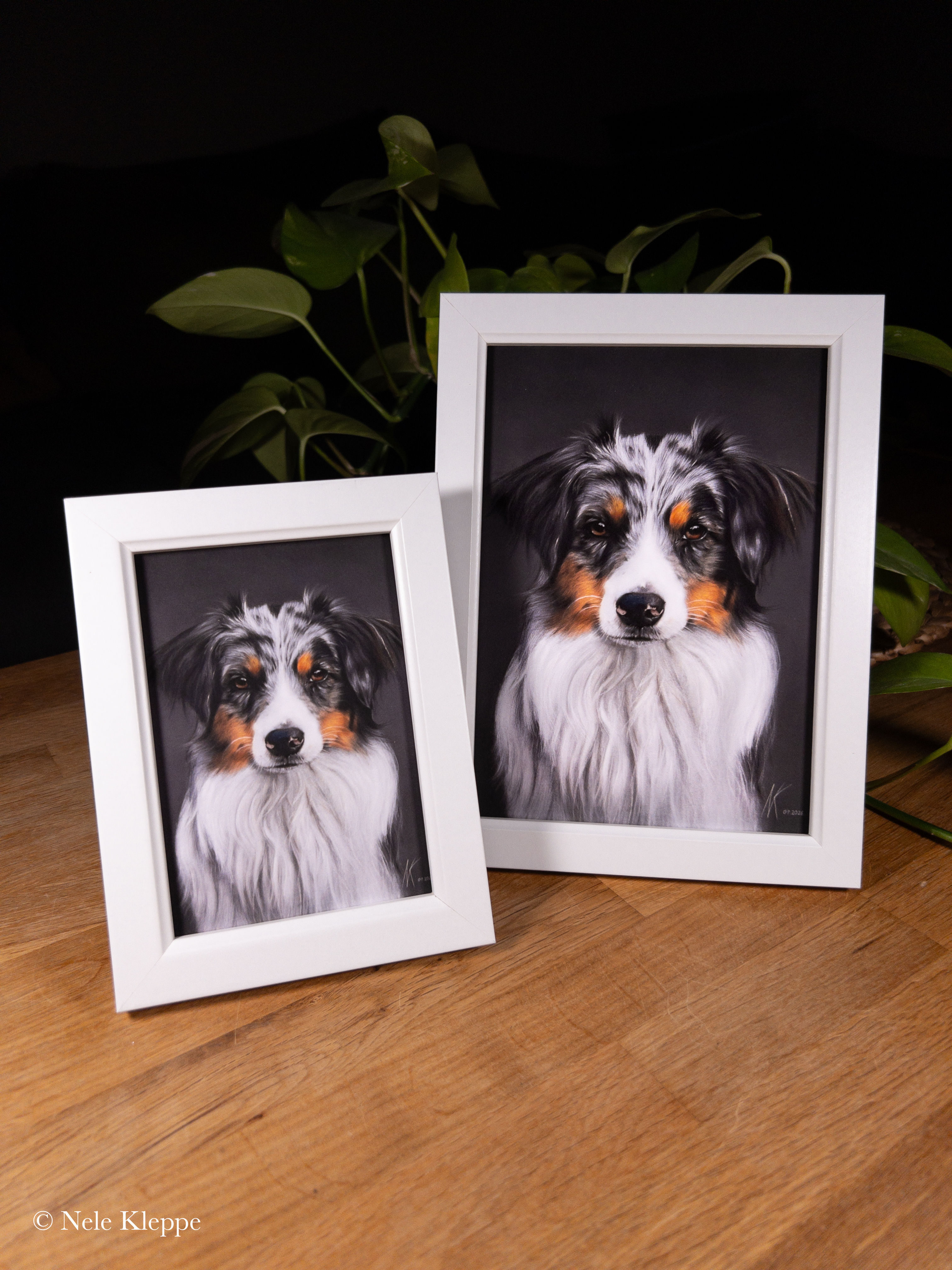 Australian Shepherd Hündin