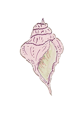 Shell1.png