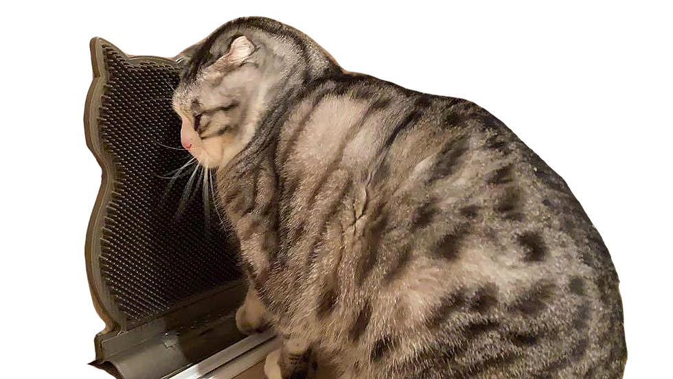 Thumbnail: Cat Scratch Brush Door Stopper