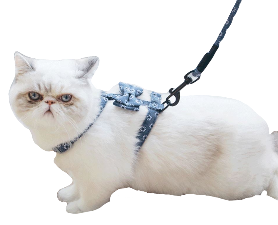 Thumbnail: Leash Harness