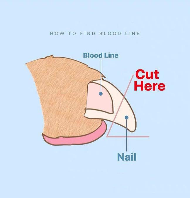 Thumbnail: Claw / Nail Clipper