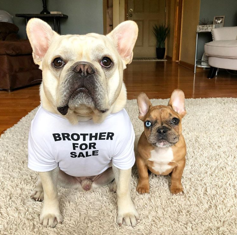 Pet printed t-shirts with cute & catchy slogans Tee Dog Cat Dogs Cats puppy puppies tshirt India high quality soft Customize