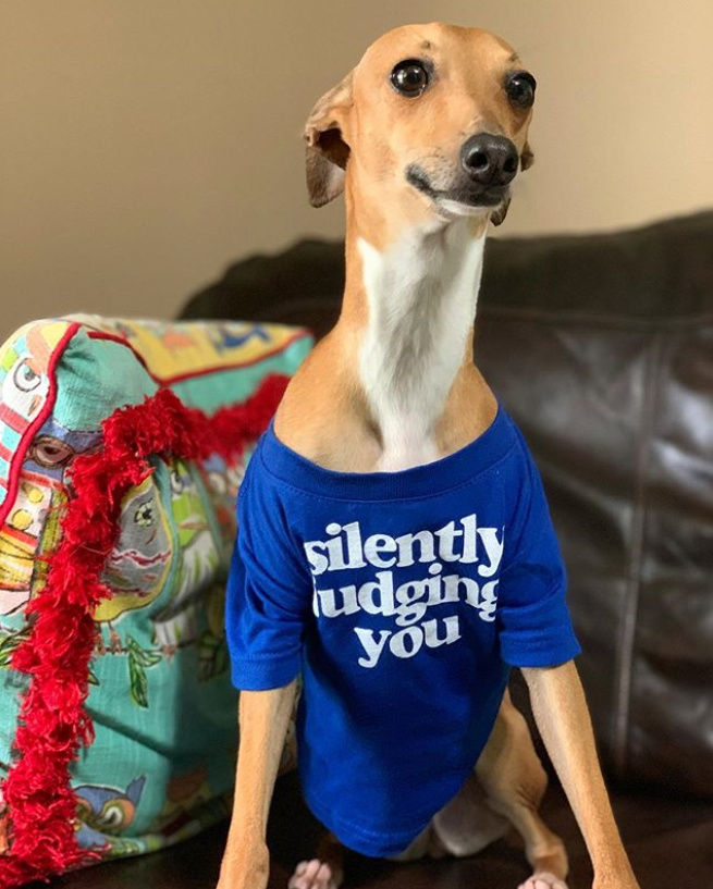 Thumbnail: Pet printed t-shirts with cute and catchy slogans Tee Dog Cat Dogs Cats puppy puppies tshirt India high quality soft Customiz