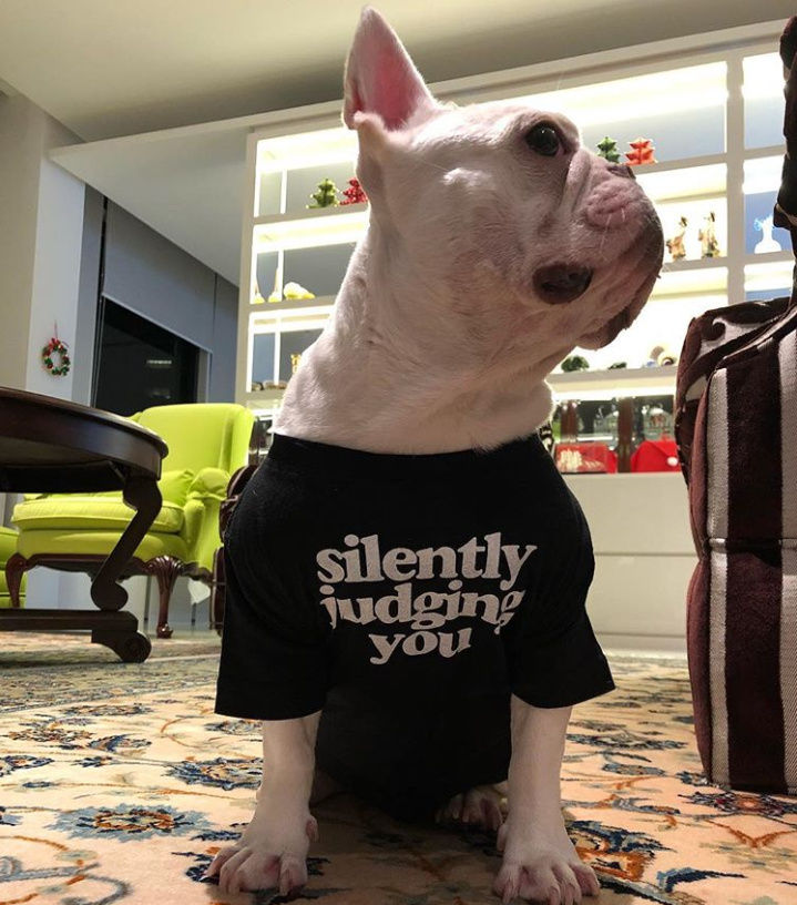 Thumbnail: Pet printed t-shirts with cute and catchy slogans Tee Dog Cat Dogs Cats puppy puppies tshirt India high quality soft Customiz