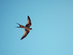 Join the Fight: Declining Swift Population in Crewe