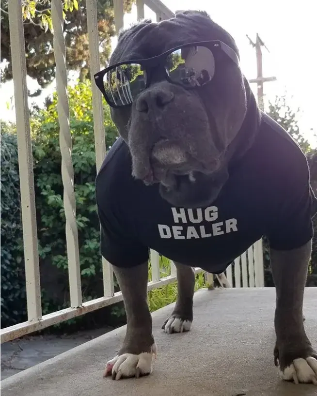 Thumbnail: Hug Dealer Pet Tshirts