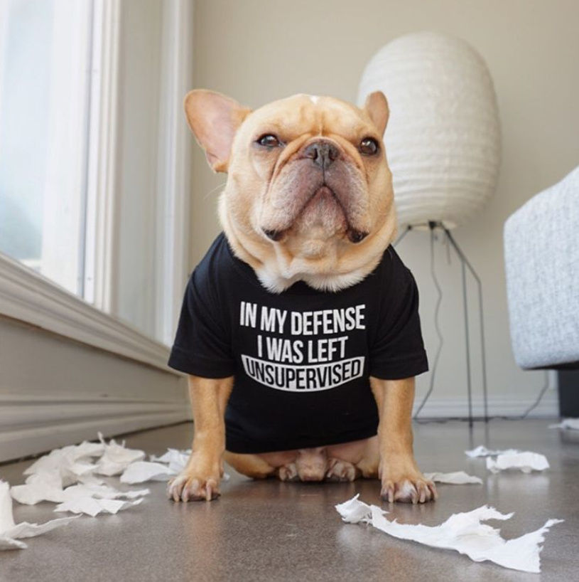 customized dog t-shirts