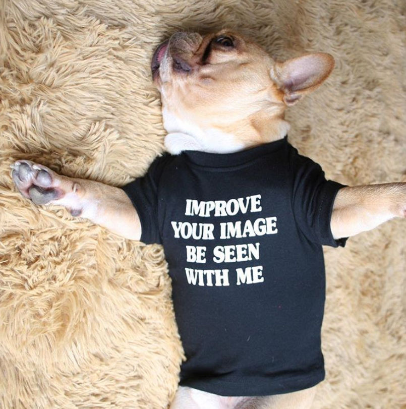 Pet printed t-shirts with cute and catchy slogans Tee Dog Cat Dogs Cats puppy puppies tshirt India high quality soft Customiz