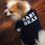 Thumbnail: Pet t-shirts with cute and catchy slogans