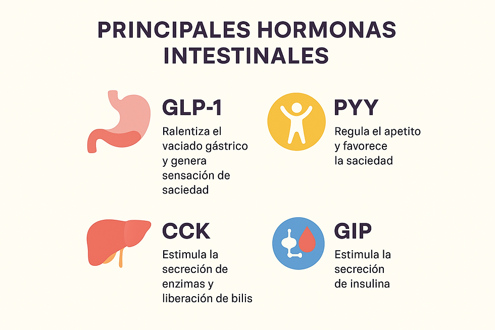 Tu intestino no es solo digestión: es un “cerebro químico”