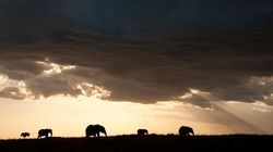 Elephant Dusk