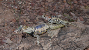Cox lab receives NSF grant to study evolution of sex-biased gene expression in spiny lizards