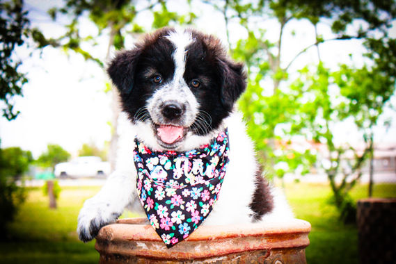 Photo of a puppy in a bucket