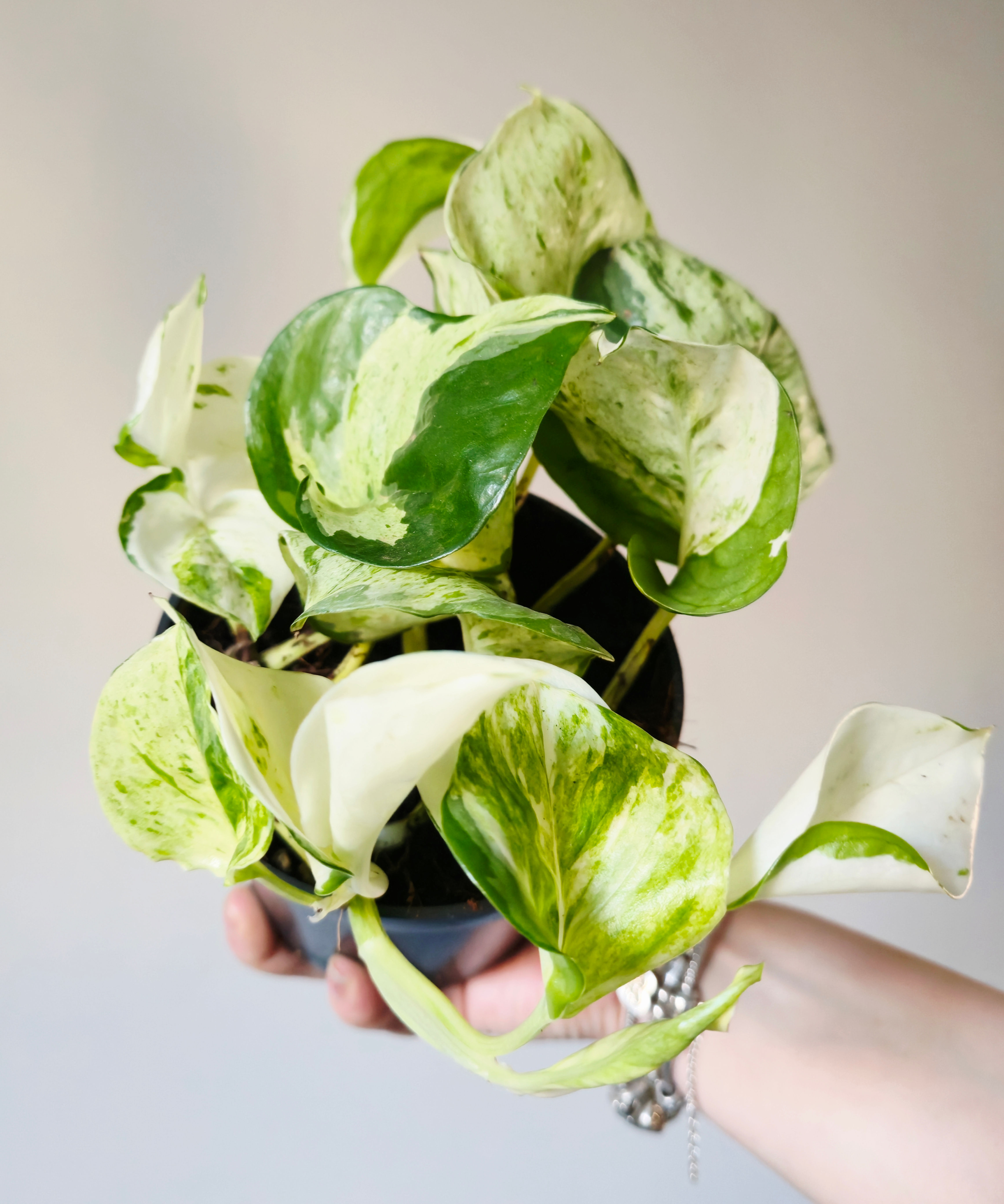 Epipremnum Happy Leaf / Manjula pothos