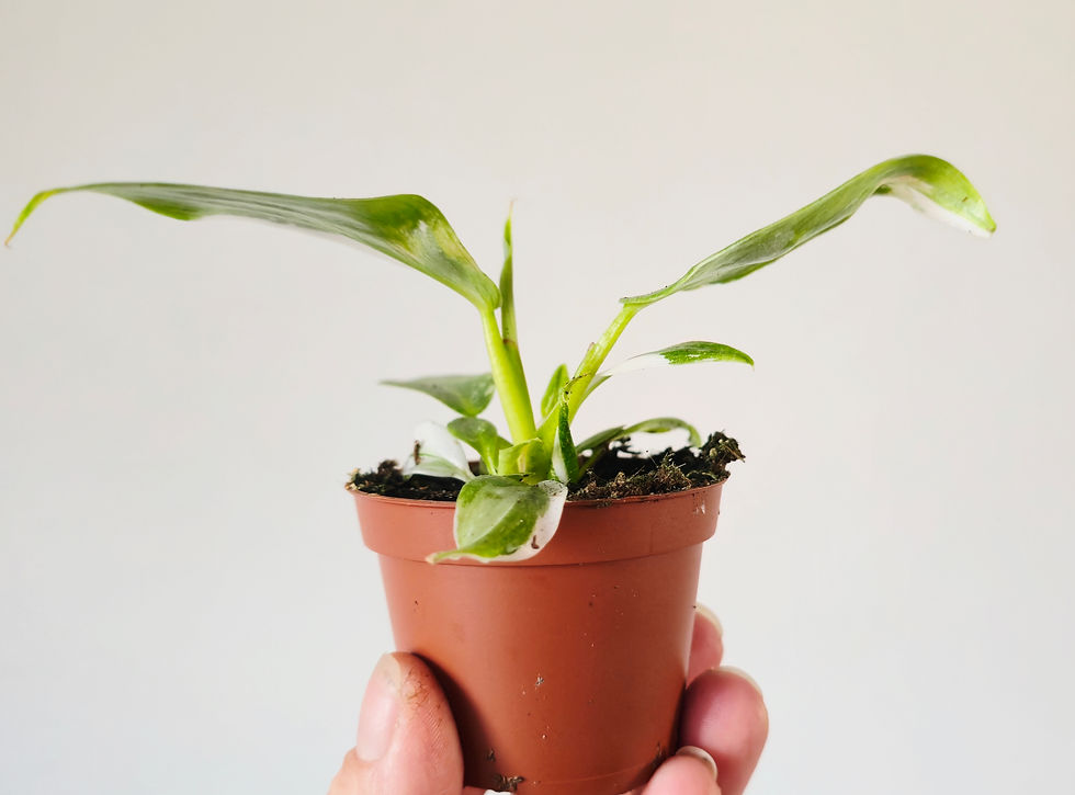 Thumbnail: Philodendron 'White Princess'