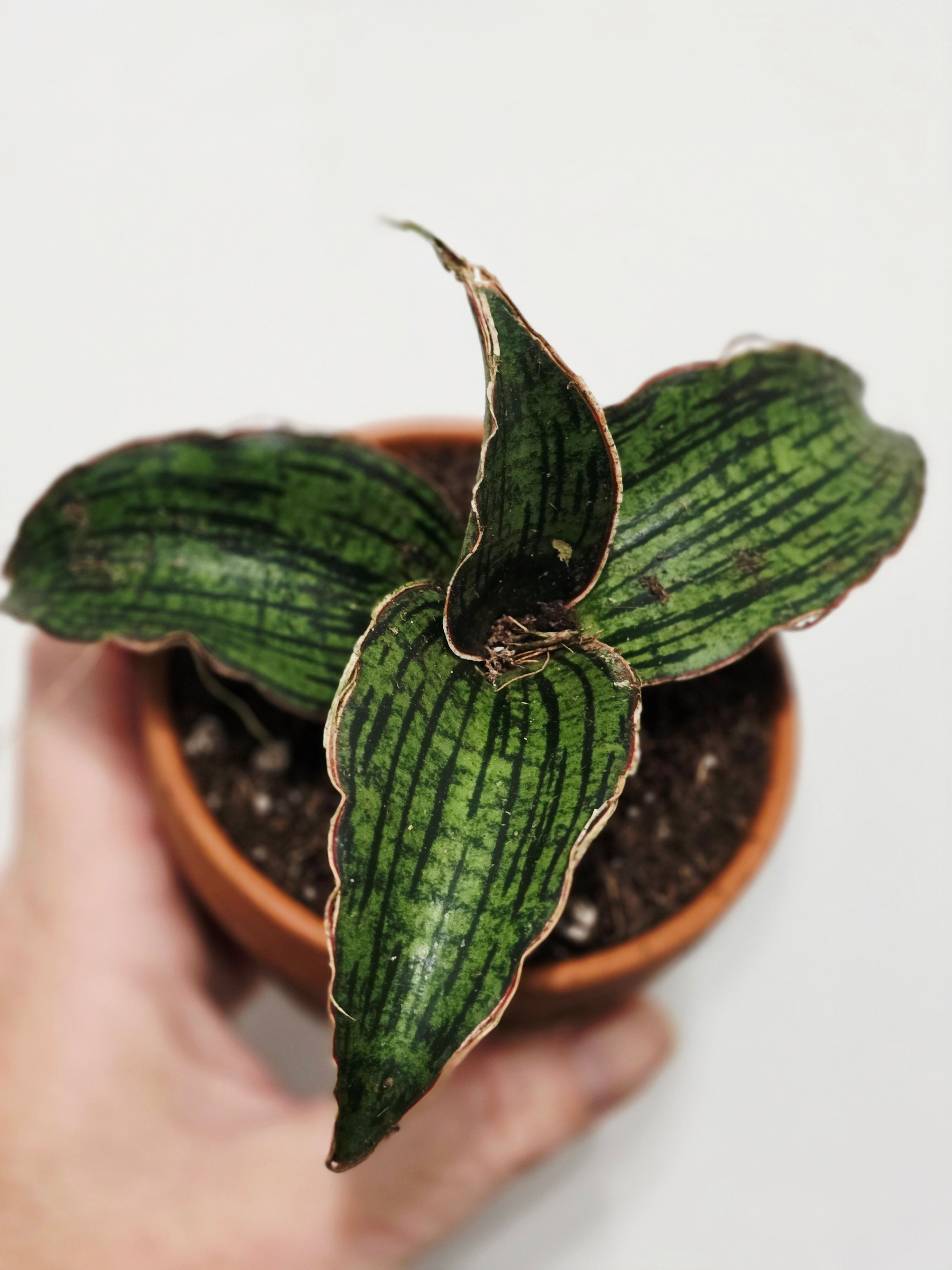 Sansevieria Cleopatra snake plant rare succulent houseplant in pot