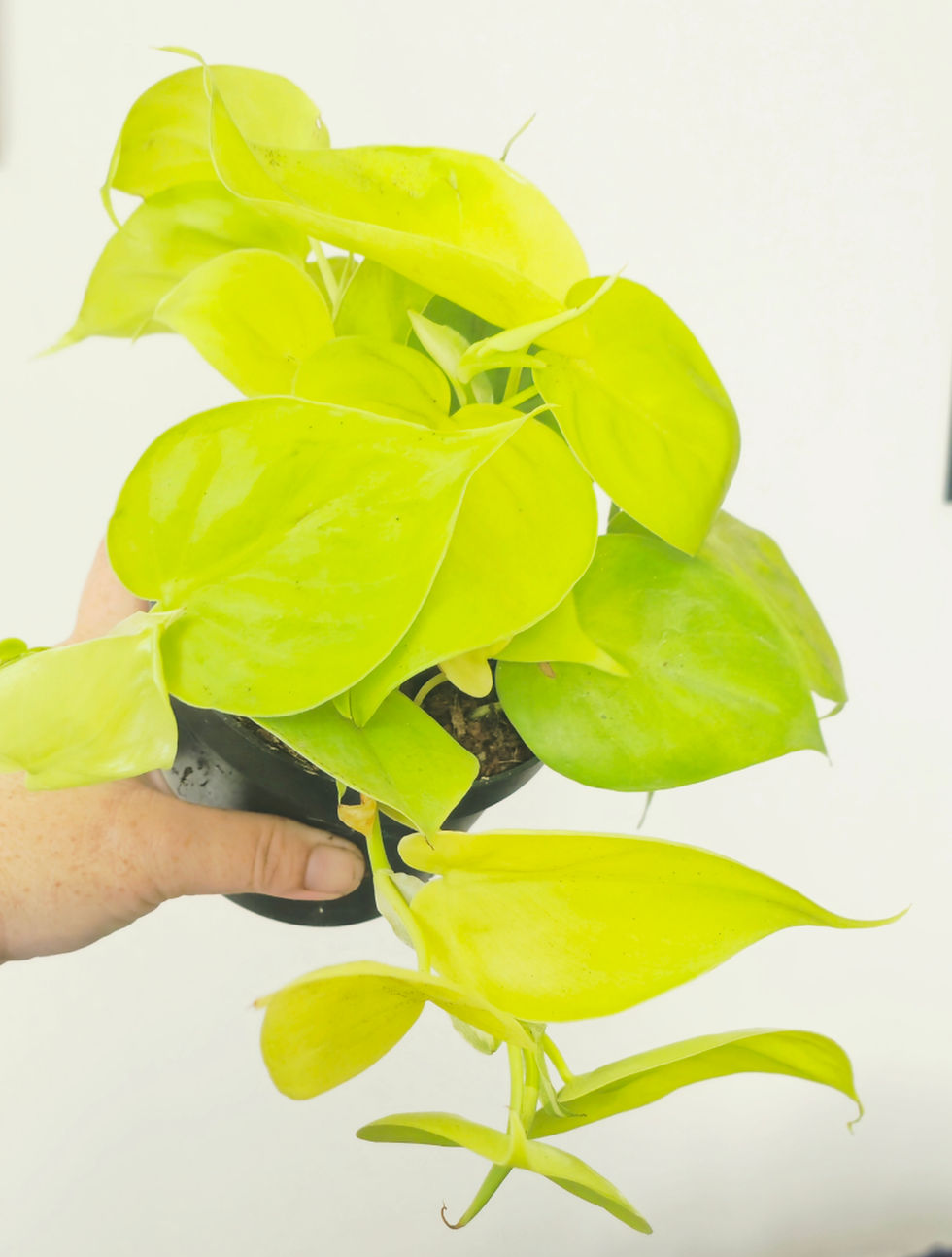 Philodendron 'Lime' -  Philodendron Hederaceum 'Lime' Heartleaf Plant