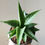 Thumbnail: Sansevieria ‘Comet Laurel Grey No.1’ - snake plant