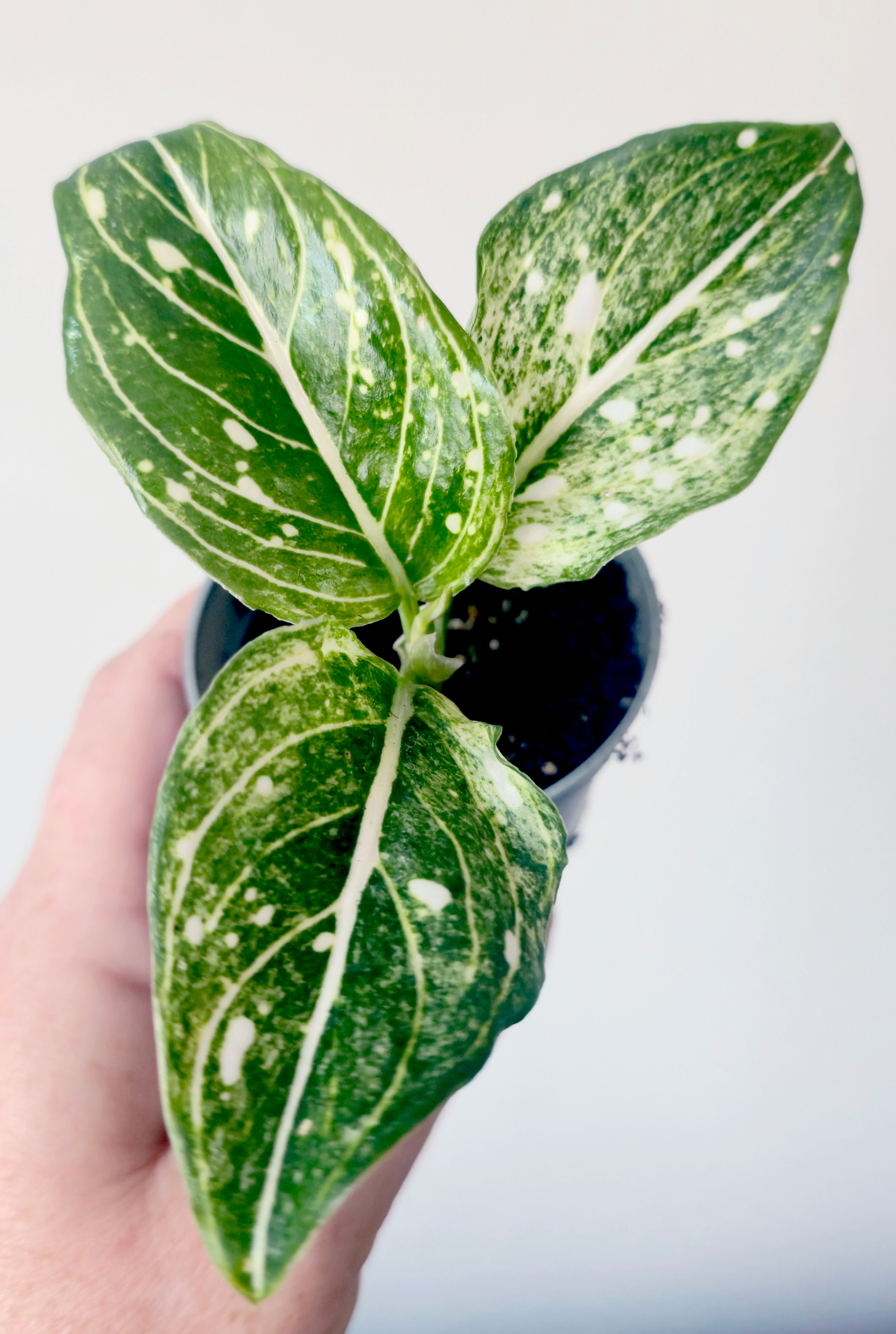 Aglaonema ‘Tom’s Pride’