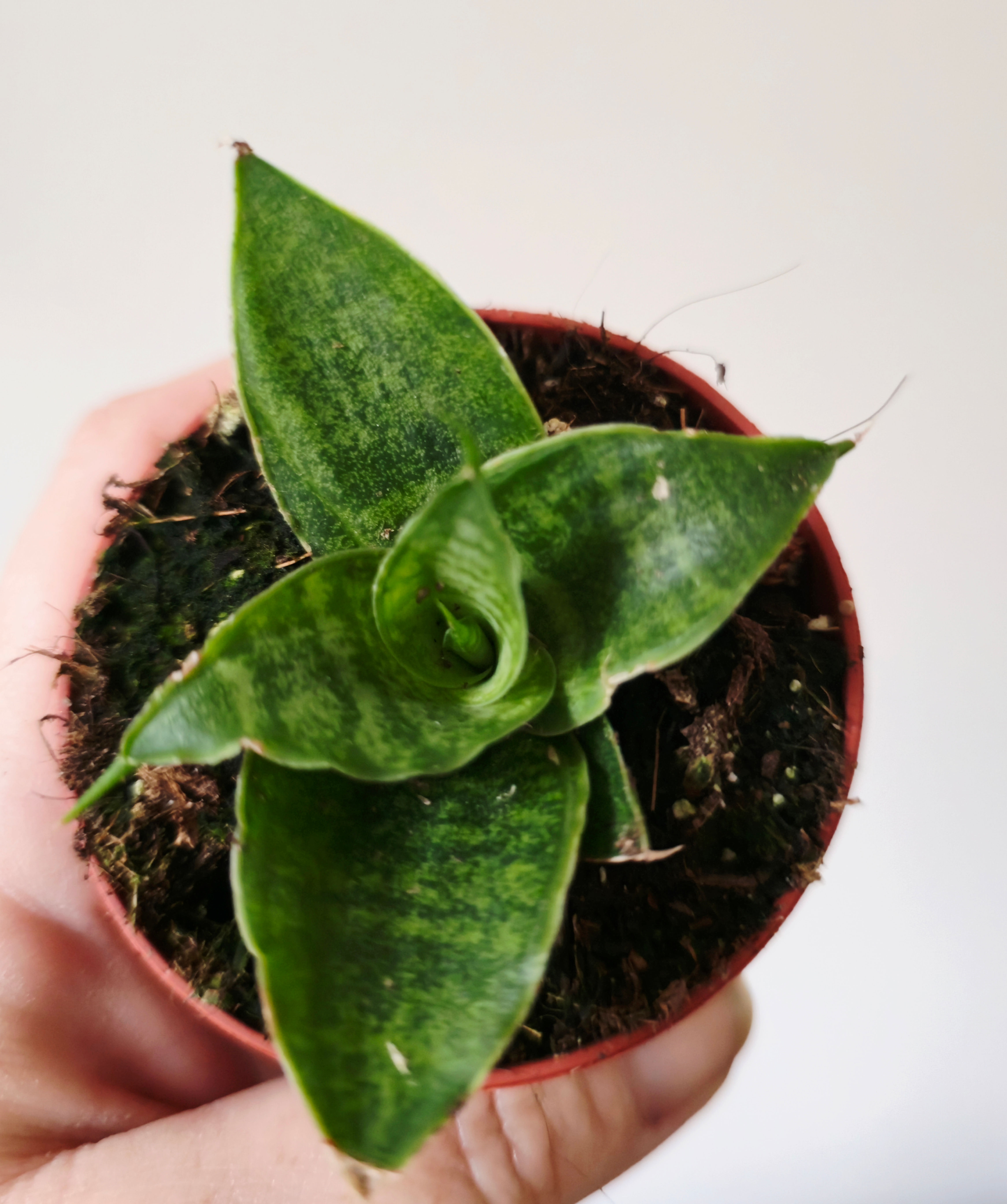 Sansevieria Himalayan