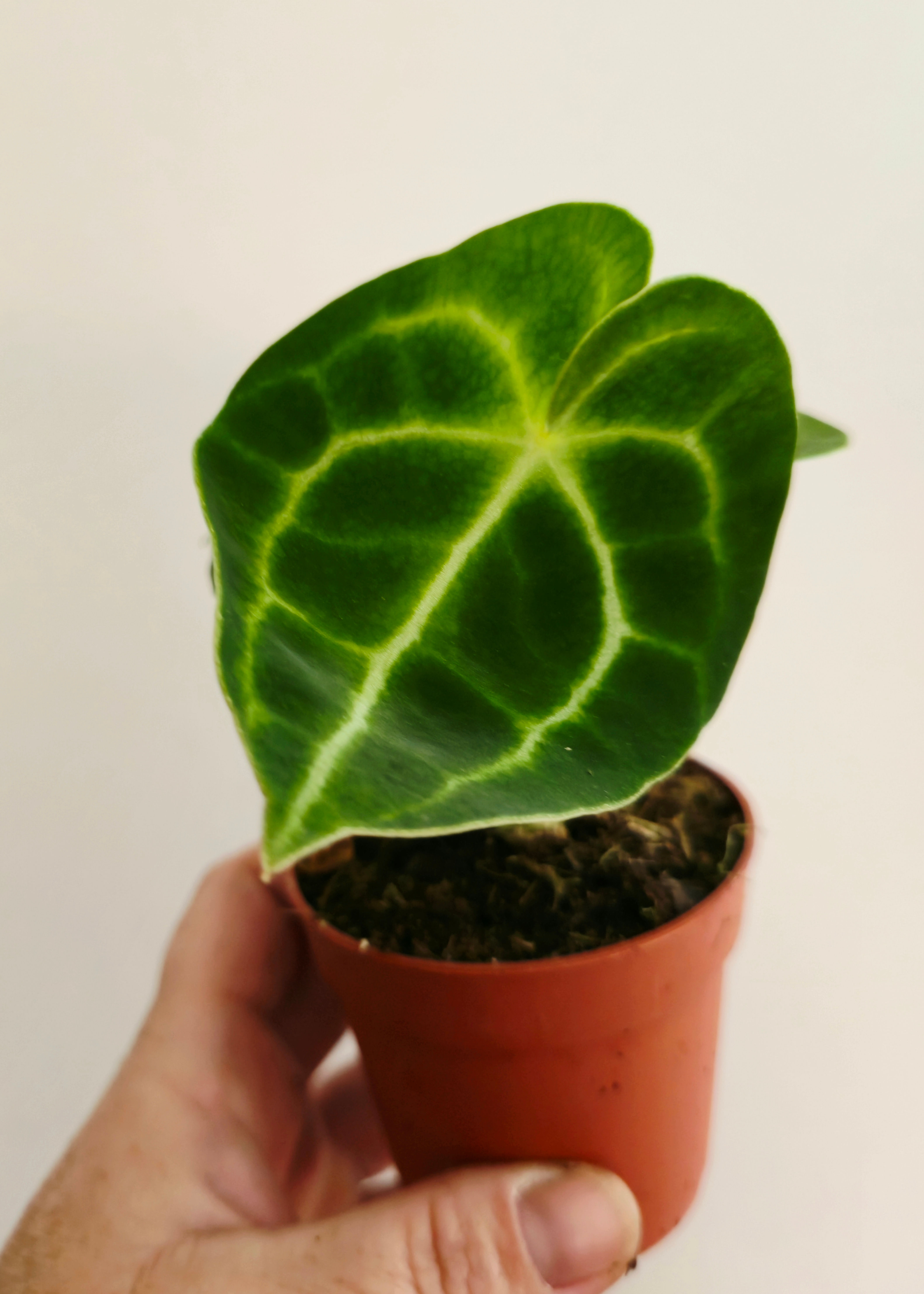 Anthurium ‘King of Clarinervium Sulanjana’ – Rare Velvet Anthurium with Majestic